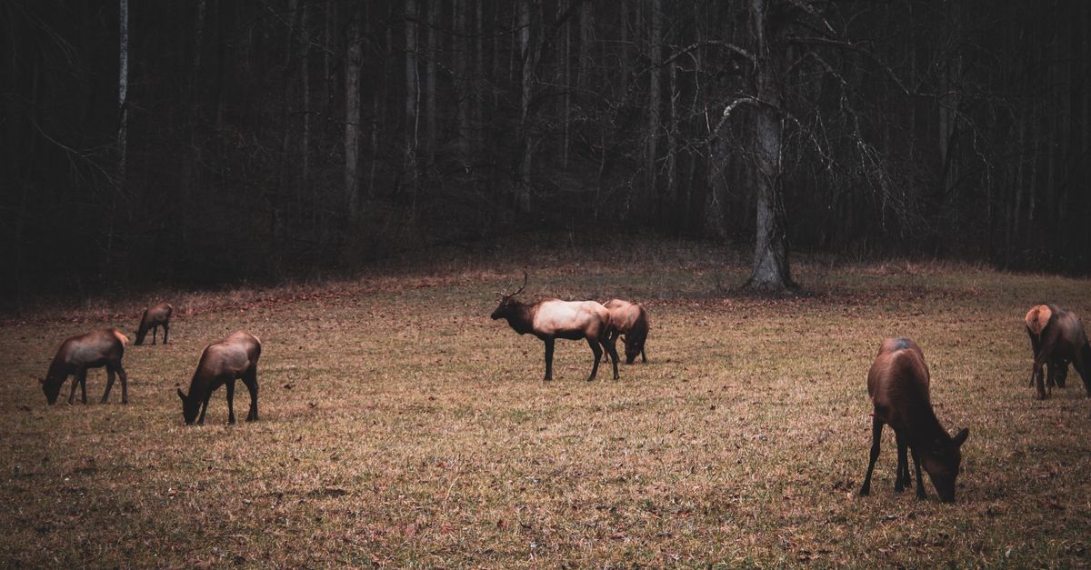 A group of elk grazing peacefully in a forest clearing during fall.