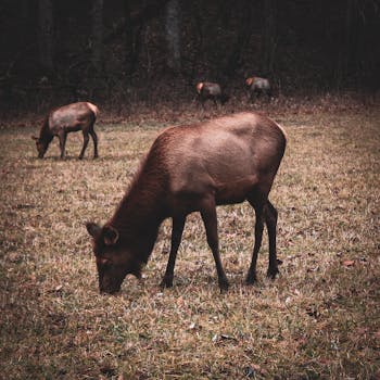 A group of wild elk grazing in a grassy field with a forest backdrop in autumn.