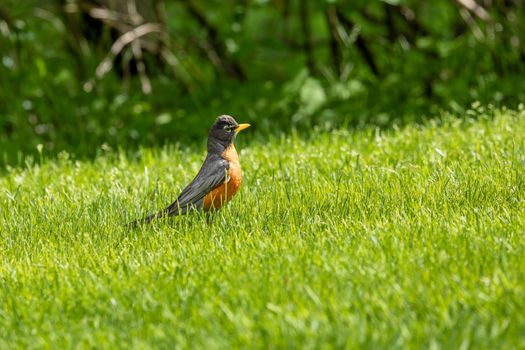 A vivid capture of an American Robin perched on lush grass in a natural setting.