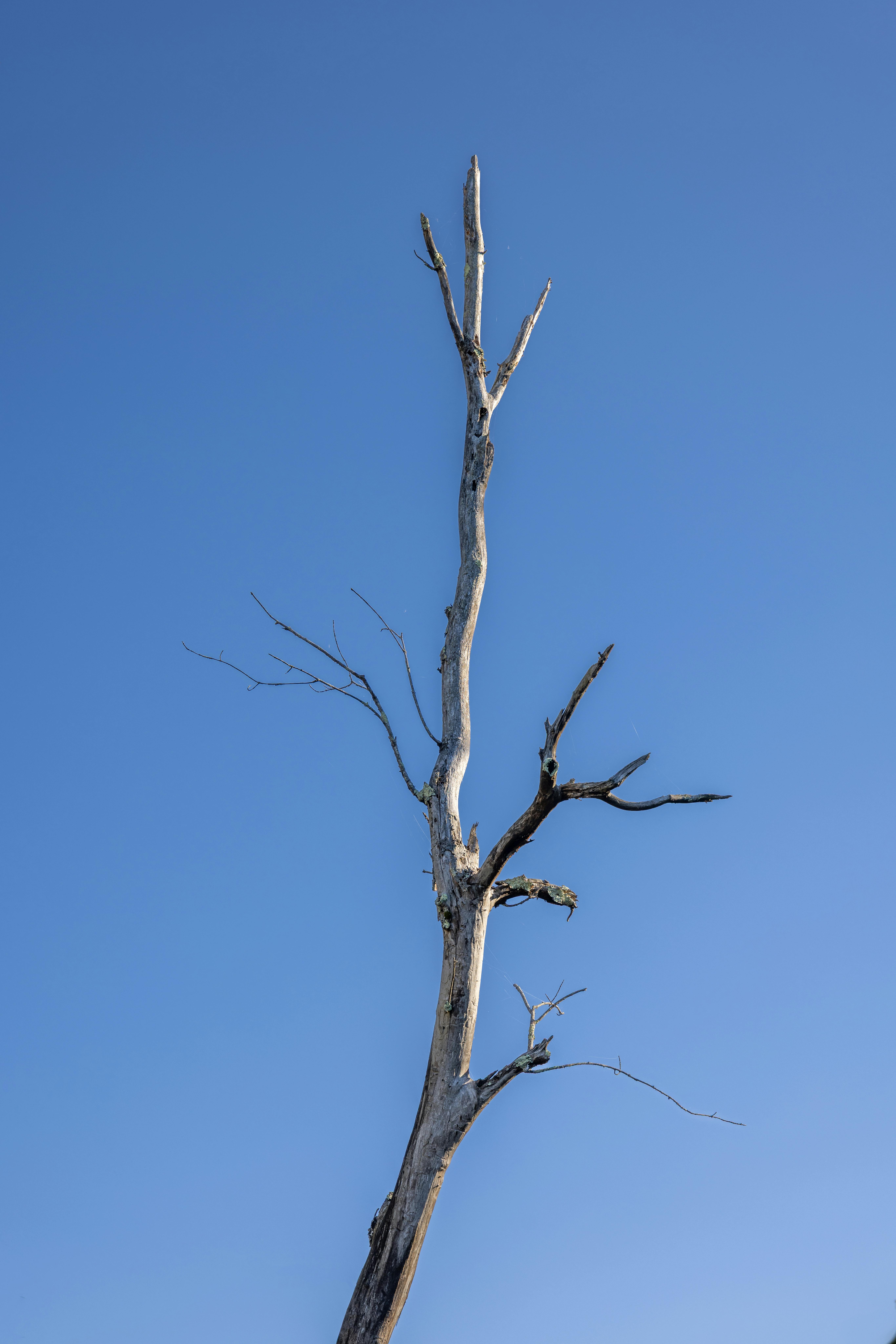 A solitary dead tree standing tall under a clear blue sky in Southbridge, Massachusetts.