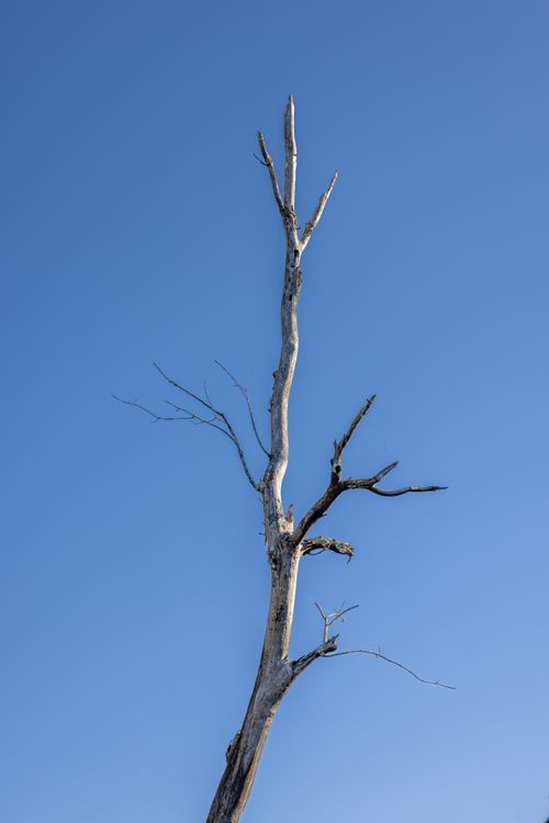 Free A solitary dead tree standing tall under a clear blue sky in Southbridge, Massachusetts. Stock Photo