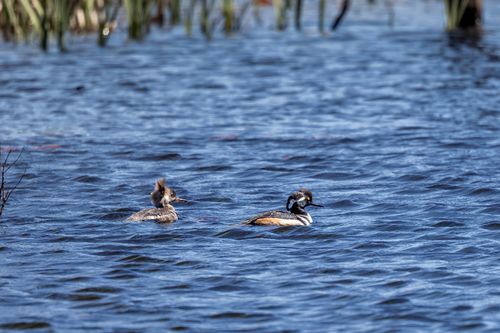 Free Pair of hooded mergansers swimming in a serene lake in Sudbury, Massachusetts. Stock Photo