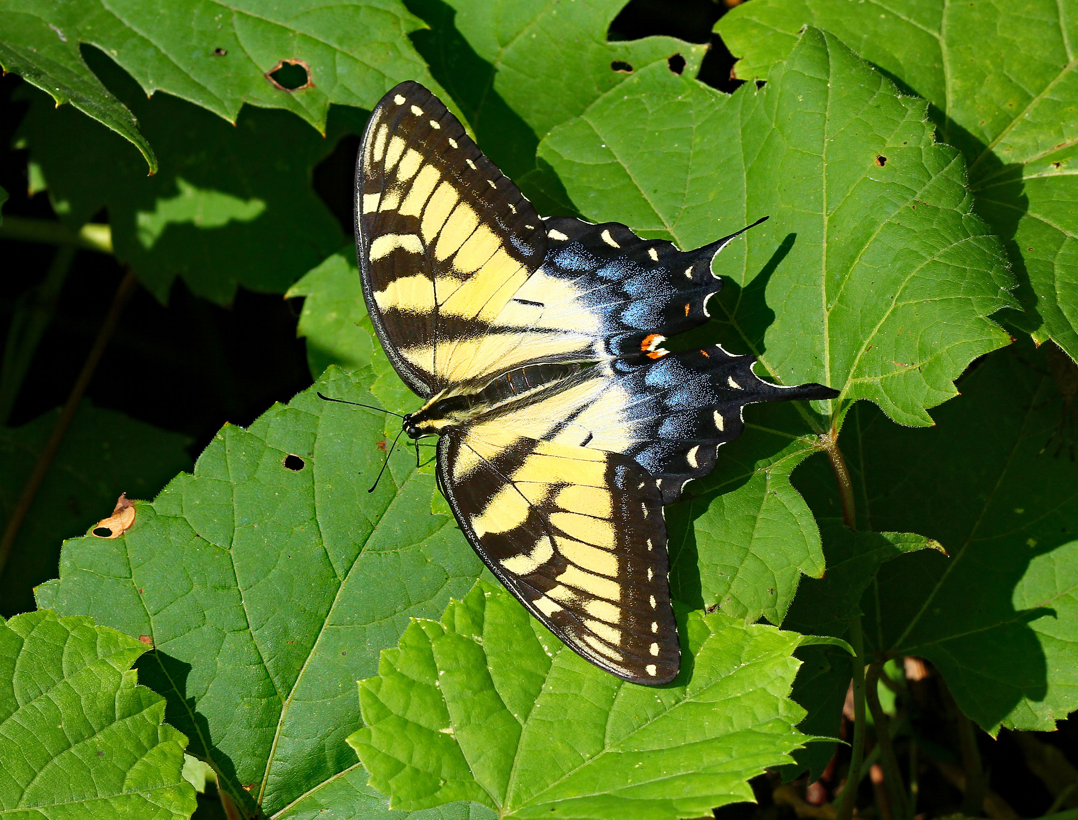 Butterfly Forming Photos, Download The BEST Free Butterfly Forming ...