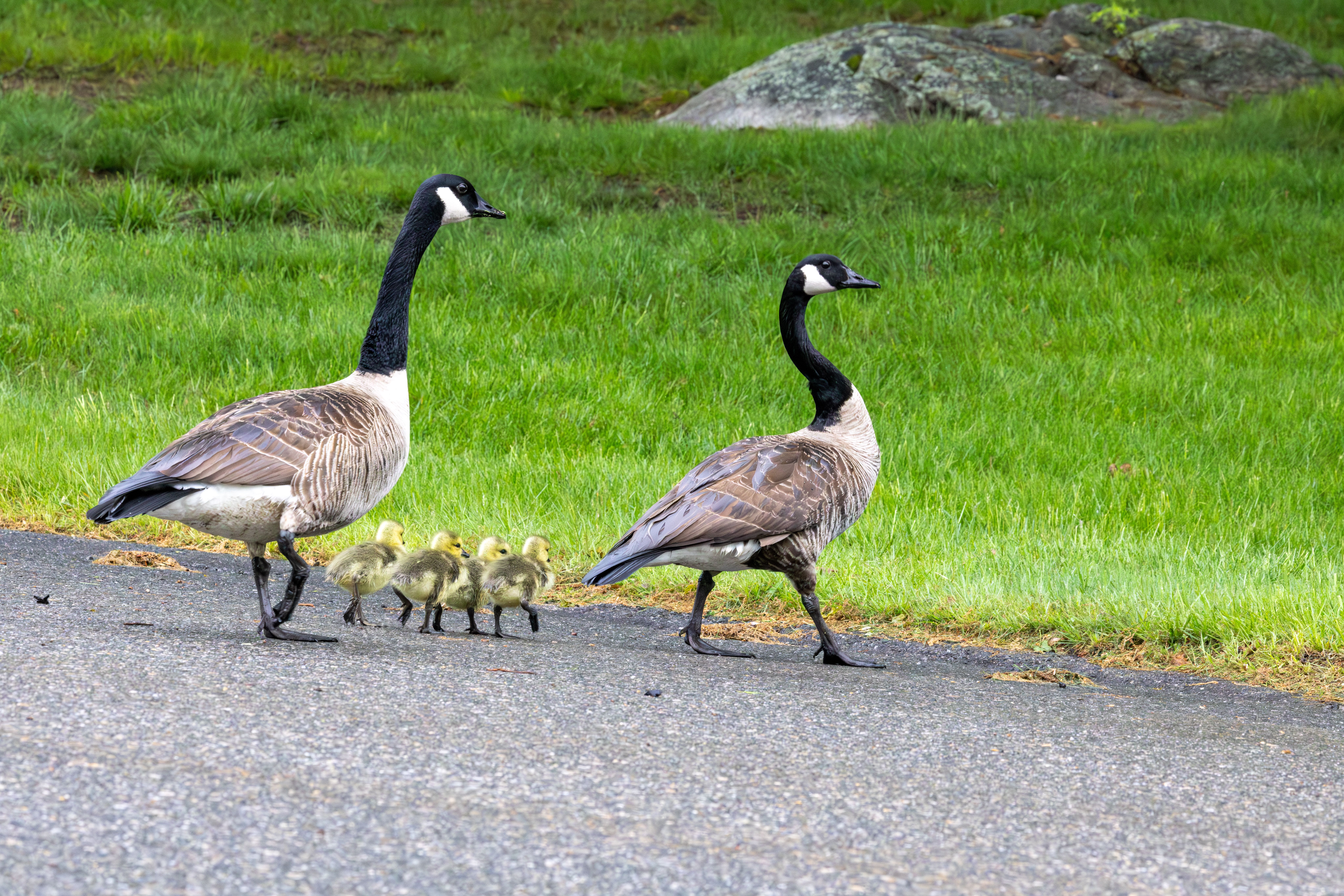 Canada Geese with Goslings in Southborough Park · Free Stock Photo