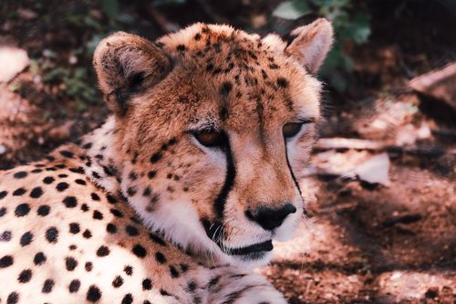Free A cheetah rests on the ground, showcasing its striking spotted fur in a natural setting. Stock Photo