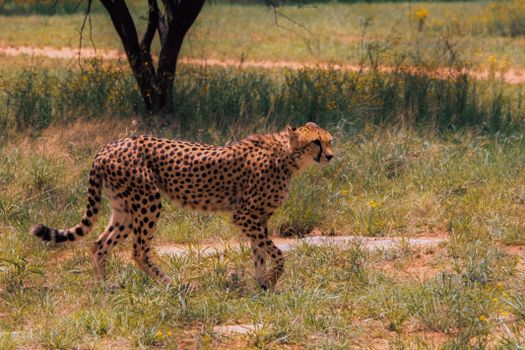 A beautiful cheetah (Acinonyx jubatus) gracefully walking through the grassy plains on a sunny day.