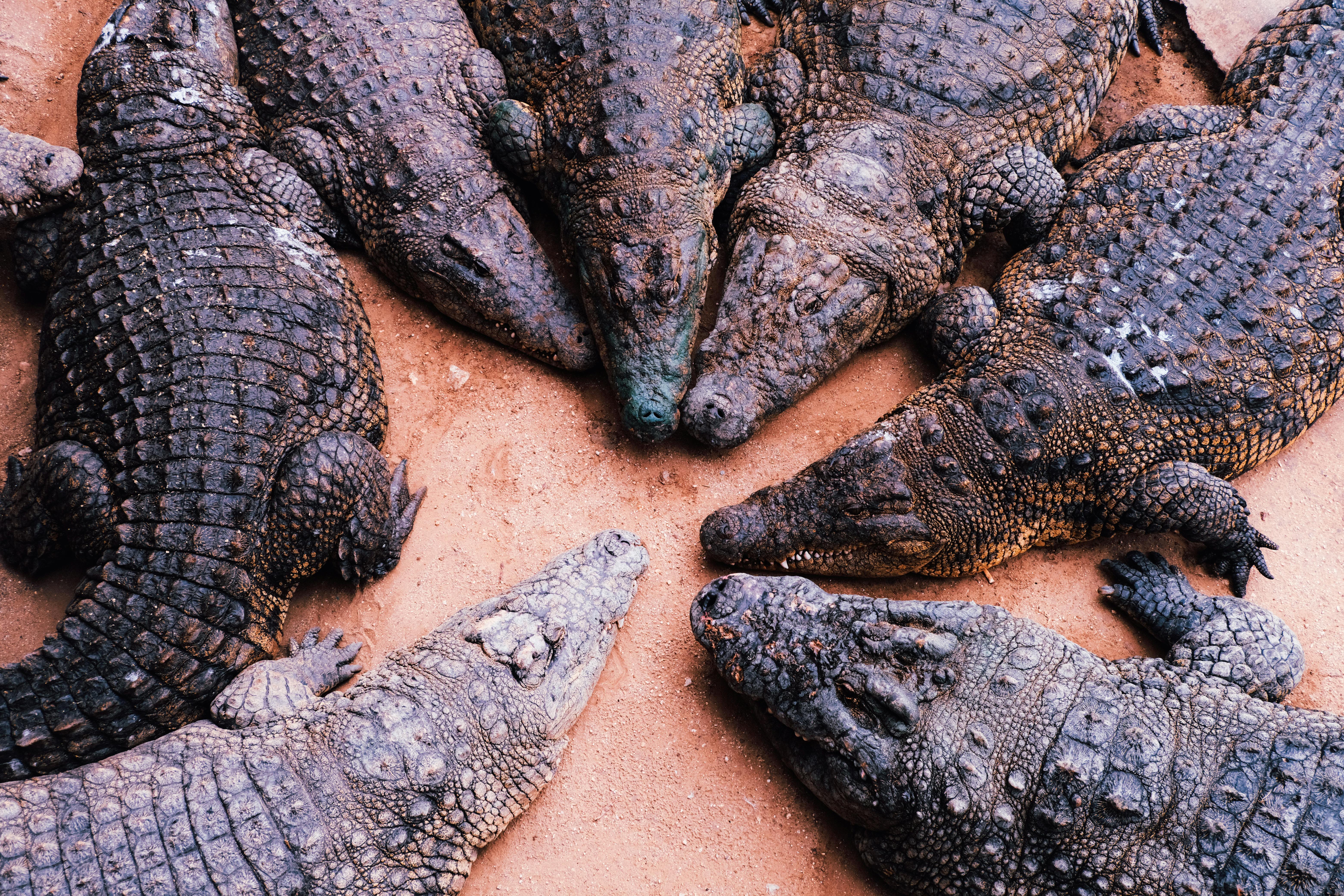 Jurassic dinosaurs had specialized diets to coexist peacefully — Photo by Stefan Maritz on Pexels
