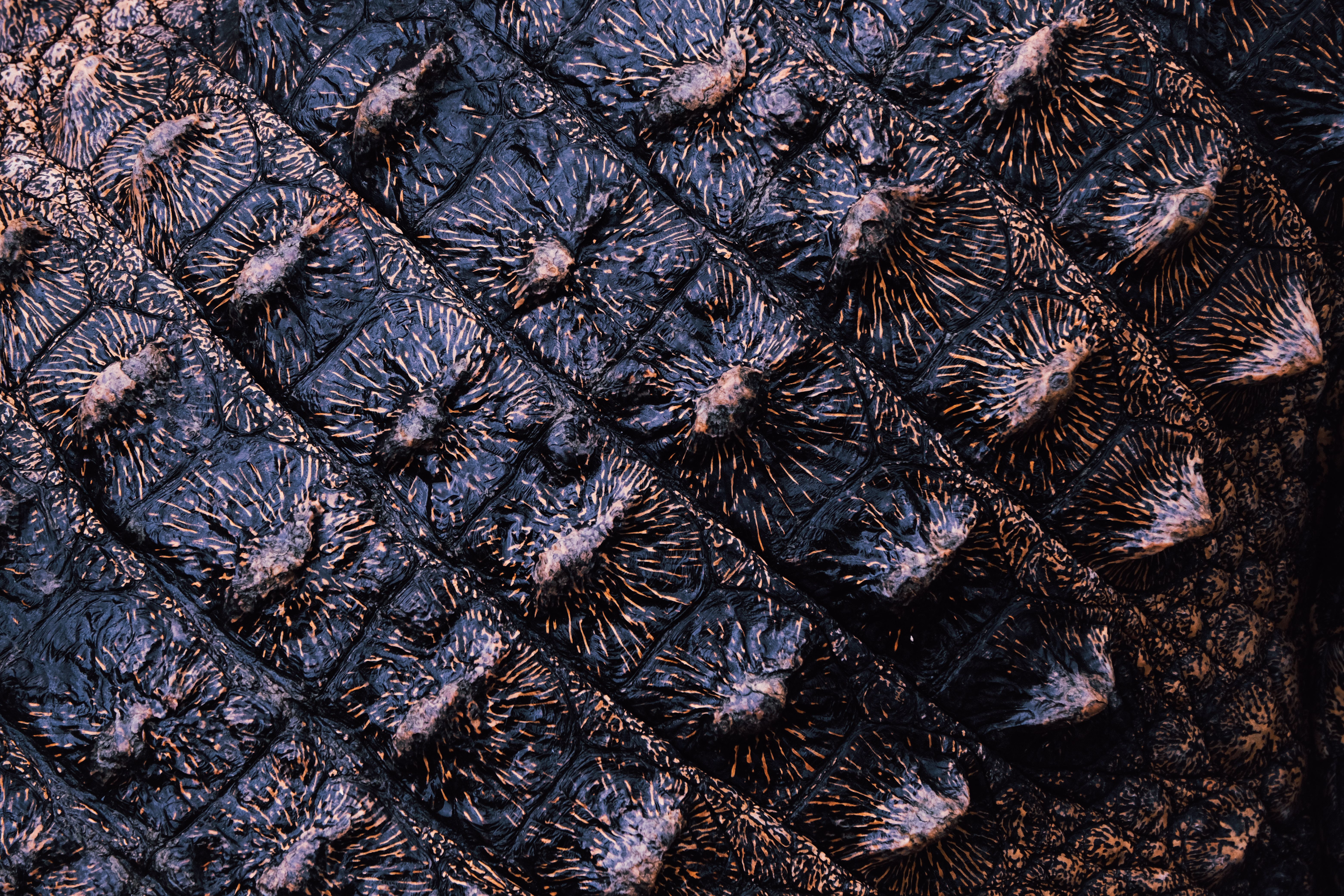 Detailed close-up showing the unique texture of alligator skin arranged in a pattern.