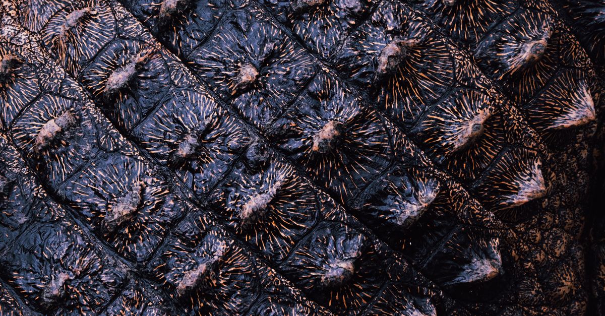 Detailed close-up showing the unique texture of alligator skin arranged in a pattern.