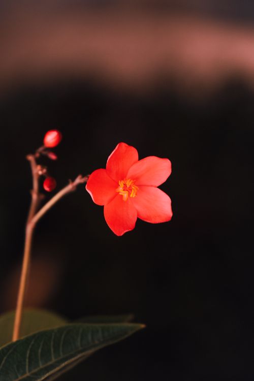 Free Close-up of a vibrant red flower illuminated dramatically against a dark background. Stock Photo