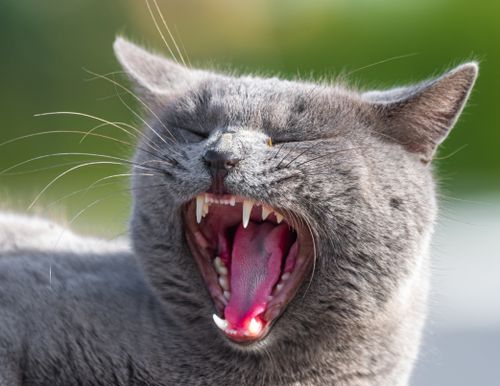 Free Detailed shot of a gray cat yawning, showing its sharp teeth and pink tongue outdoors. Stock Photo