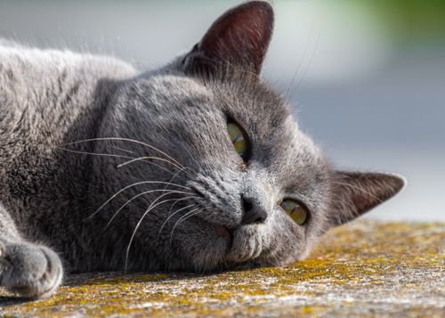 Free Close-up of a serene gray cat lying on a sunlit surface, exuding calmness and relaxation. Stock Photo