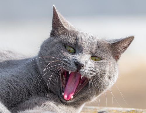 Free A gray cat yawns in a sunlit outdoor setting, showcasing its sharp fangs and green eyes. Stock Photo