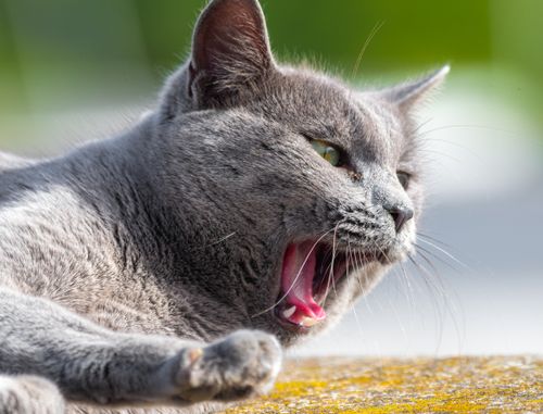 Free A detailed close-up of a yawning gray cat in the sunlight, showcasing its fur and teeth. Stock Photo