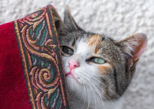 Close-up of a calico cat resting against an ornate tapestry with intricate patterns.