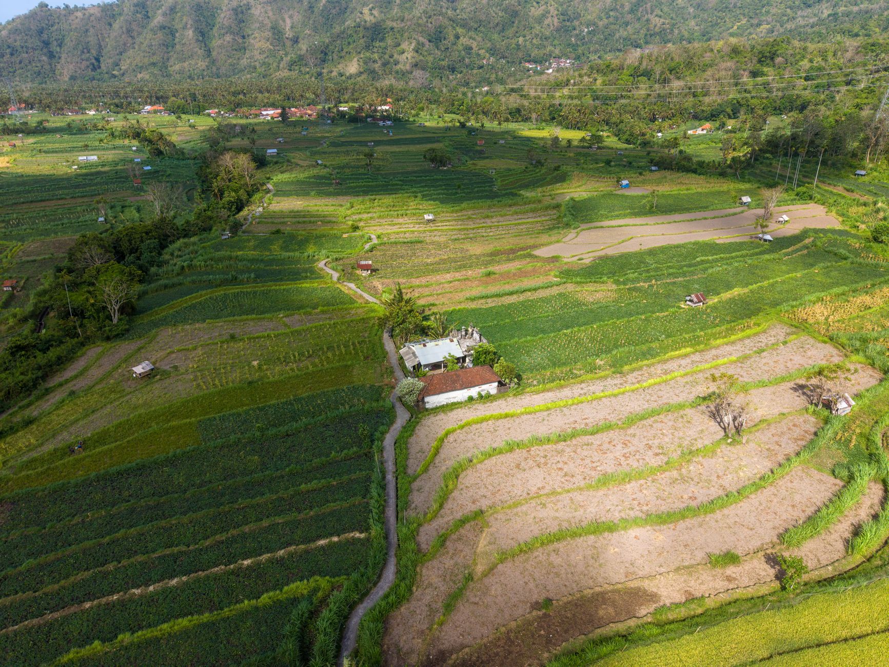A breathtaking aerial view of vibrant rice terraces in Bali, Indonesia showcasing lush greenery and rural landscape.