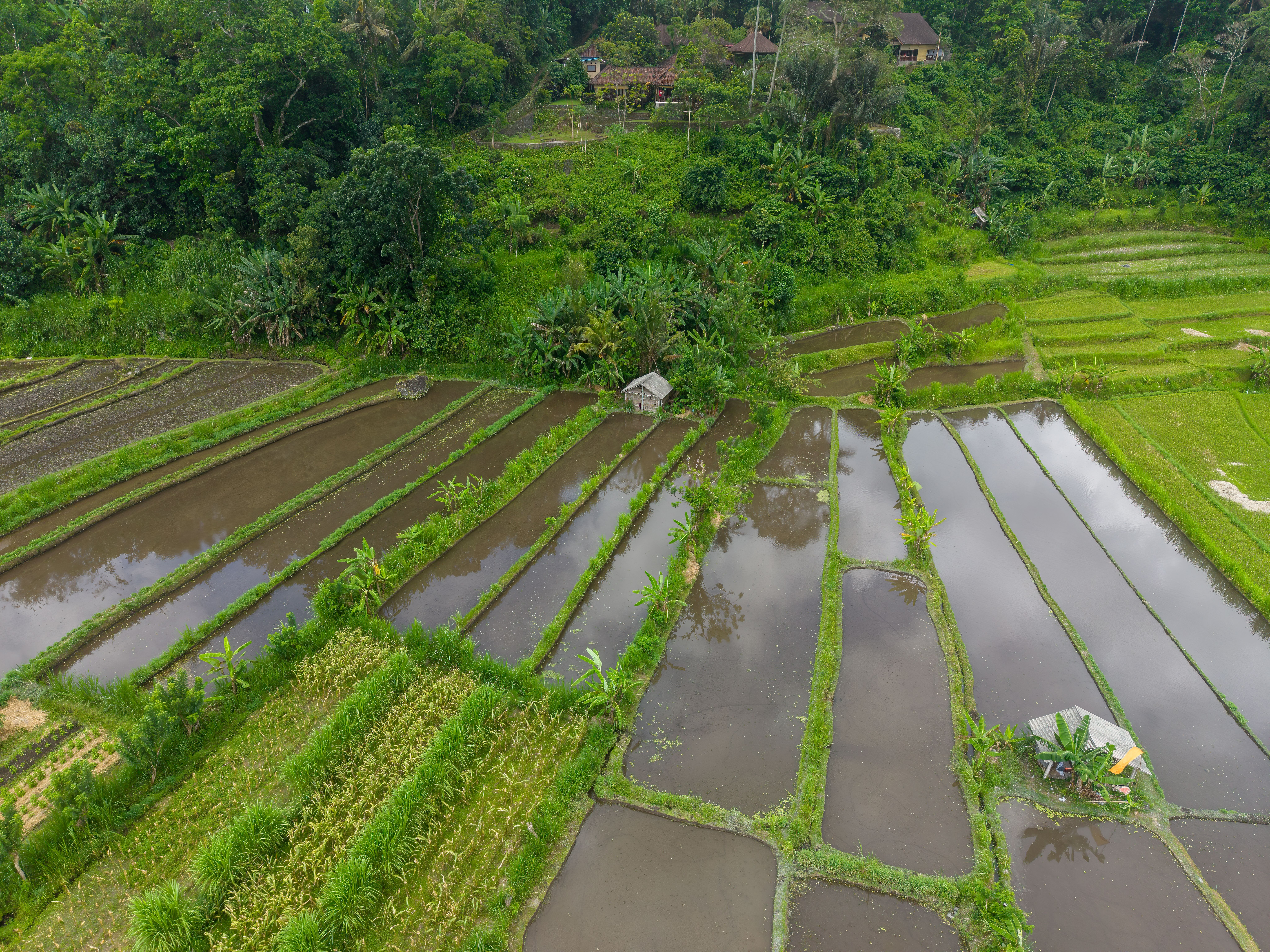 Scenic Aerial View of Bali Rice Terraces · Free Stock Photo