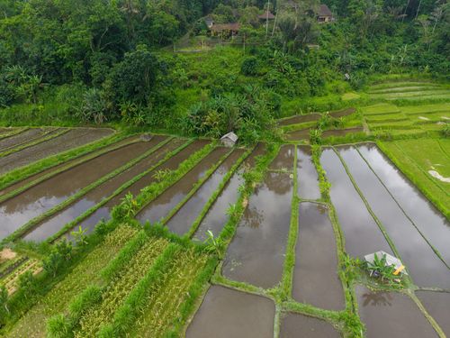 Free Aerial landscape of lush rice terraces in Bali, Indonesia, surrounded by greenery. Stock Photo