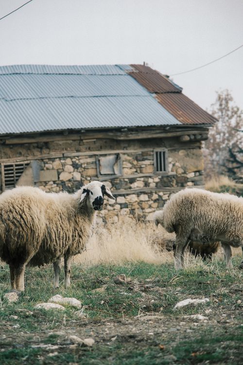 Free Sheep grazing beside a rustic stone barn in a rural landscape. Stock Photo