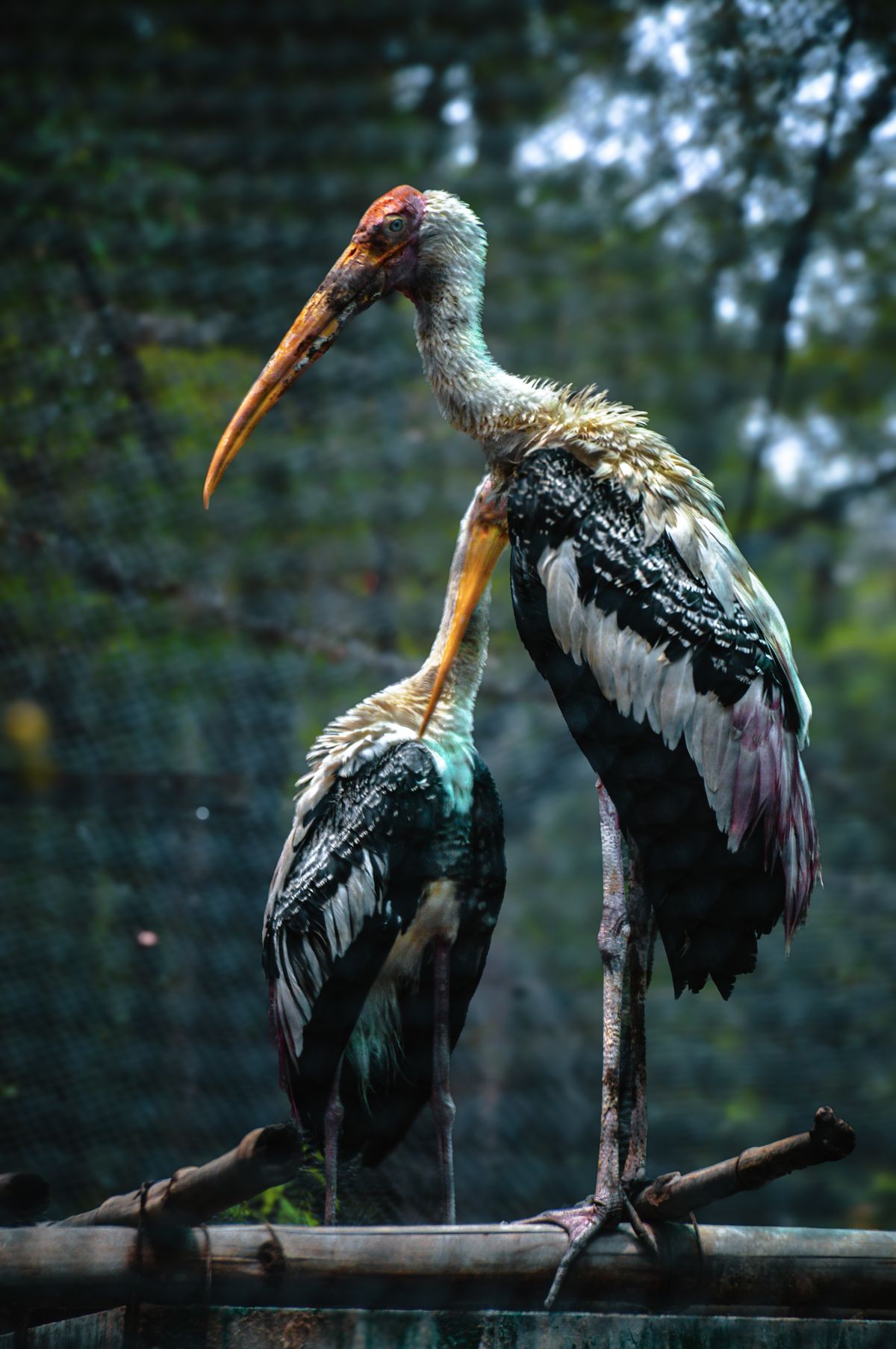 Colorful Storks Close Up Photo of Painted Storks · Free Stock Photo