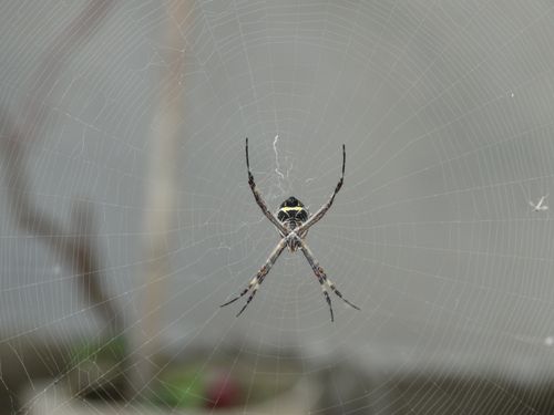 Free Detailed close-up of a spider on its web captured in Palmas, Tocantins, Brazil. Stock Photo