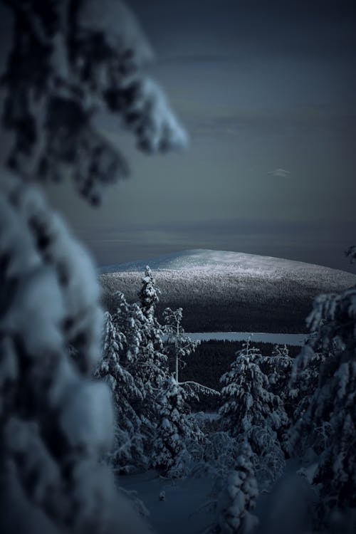 松樹和雪