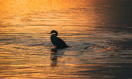 Free Silhouette of a bird swimming during a golden sunset, reflecting tranquility and beauty. Stock Photo