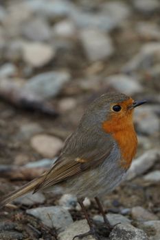 Close-up of a European Robin with vivid plumage on pebbled ground in Scotland.