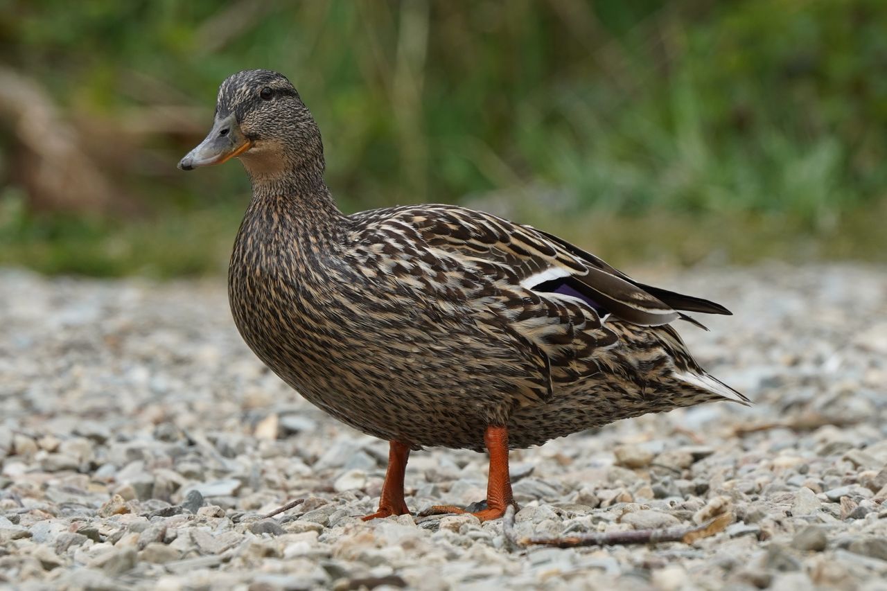 close up of a female mallard duck on a gravel path in scotland s natur
