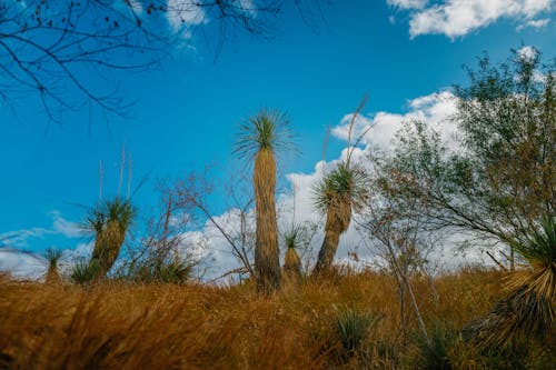Free stock photo of aesthetics, arizona, baja california