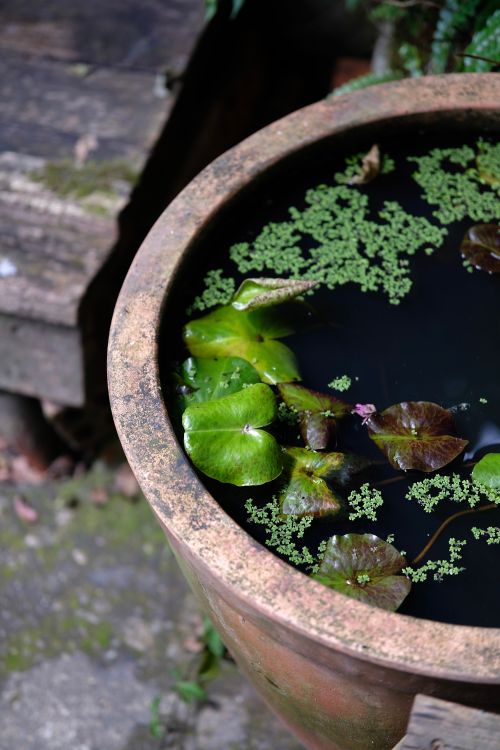 Free A rustic pot with lily pads and duckweed, creating a serene water garden scene. Stock Photo