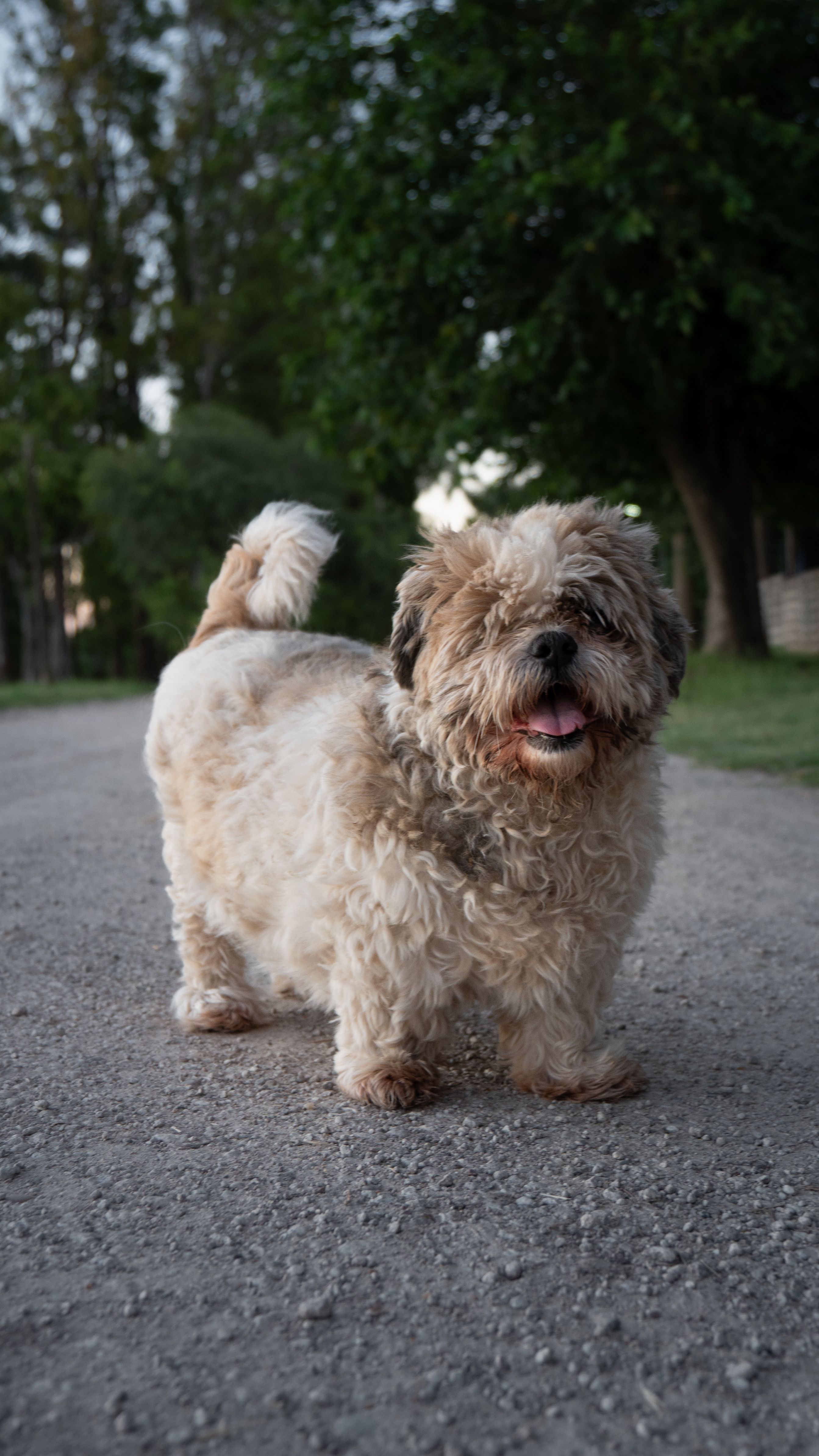 Cute Shih Tzu dog standing on a pathway surrounded by greenery. Perfect for pet lovers.
