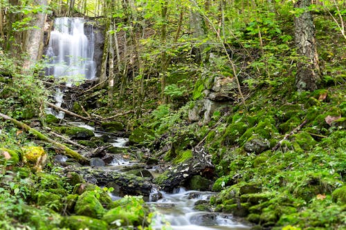 Free Waterfalls Surrounded by Trees Stock Photo