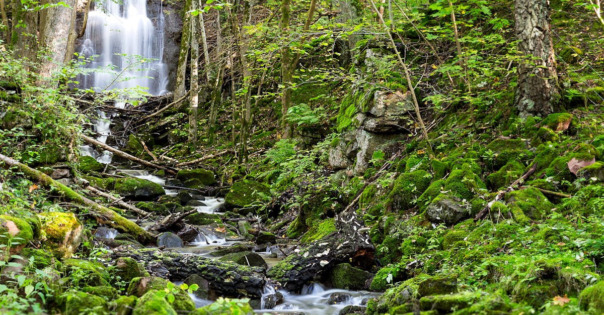 Free stock photo of cascade, creek, environment