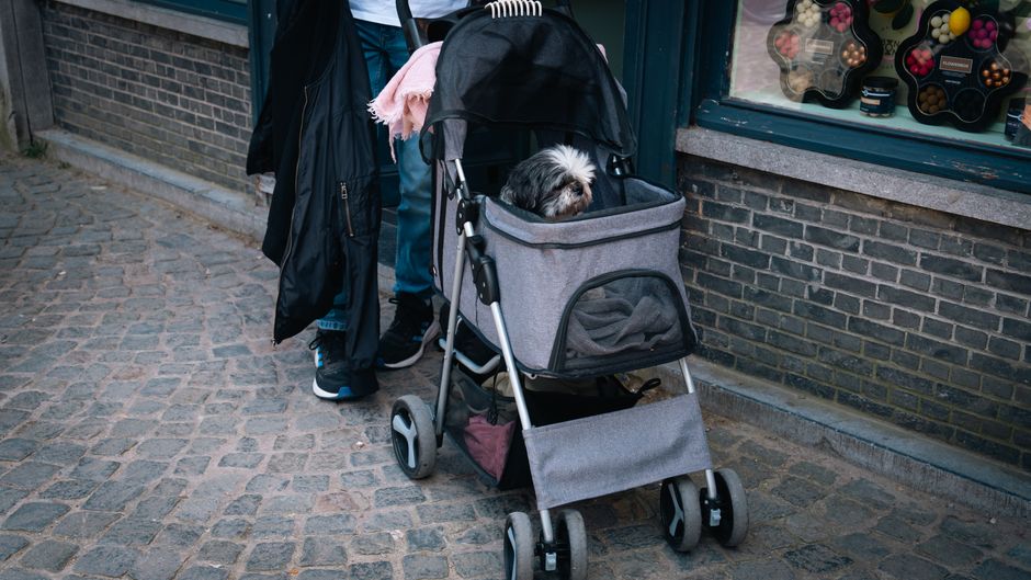 Pet Strollers: Who Actually Needs One (And What to Look For)