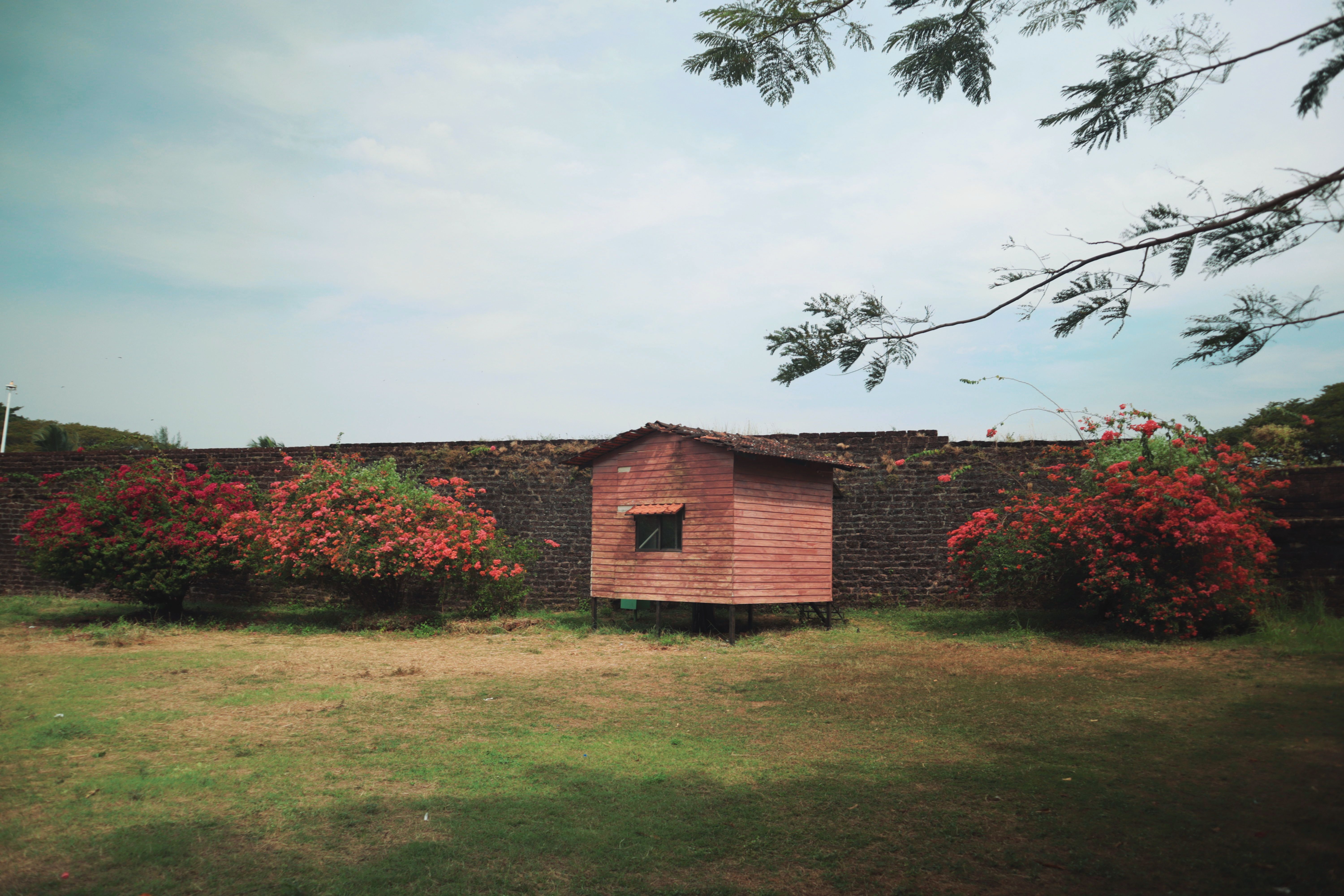 Rustic Shed in Lush Garden Setting · Free Stock Photo