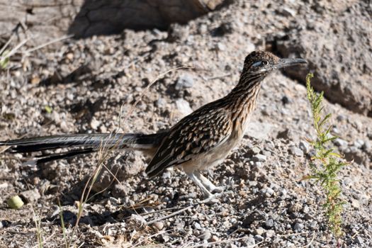 A roadrunner stands on rocky desert terrain in New Mexico, showcasing its distinct plumage.