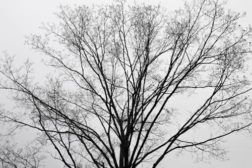 Branches of Tree in Winter