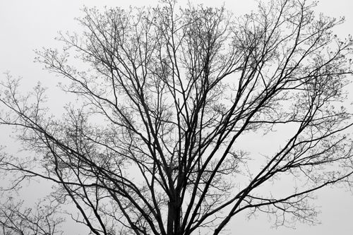 Free Black and white photo of a bare tree with intricate branches against a cloudy winter sky. Stock Photo