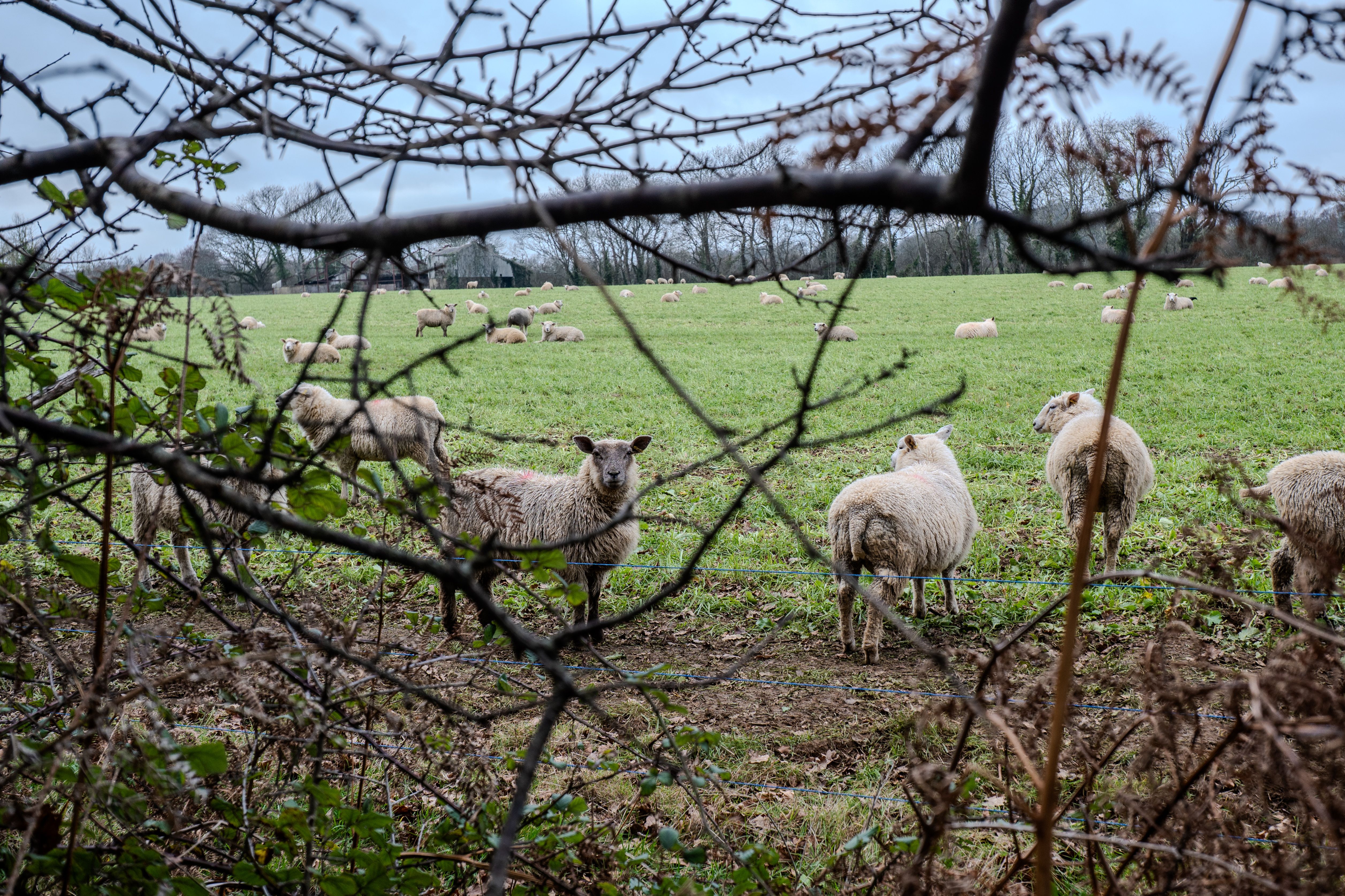 Sheep Grazing in a Lush Green Field · Free Stock Photo