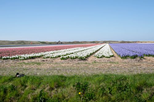 Free Colorful rows of blooming flowers in a picturesque field under a clear blue sky. Stock Photo
