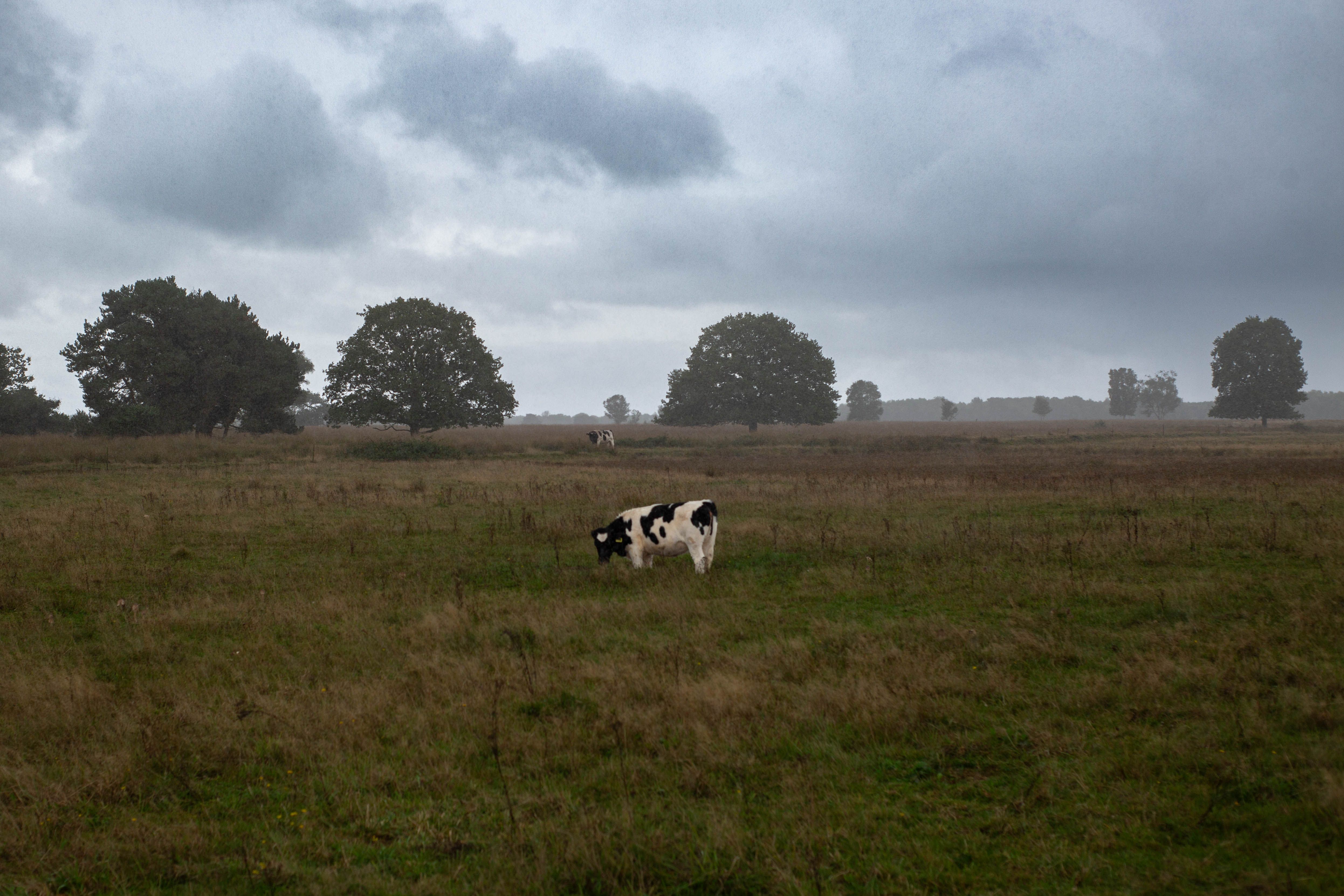 Serene Pastoral Landscape with Grazing Cow · Free Stock Photo