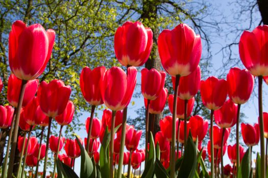 Gratis stockfoto met achtertuin bloemen, blauwe lucht, bloei