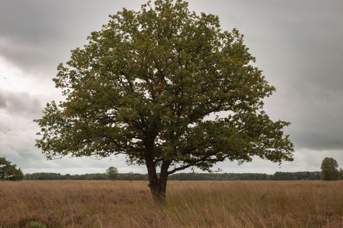 Free A solitary oak tree stands tall in a sprawling meadow under a cloudy sky. Stock Photo
