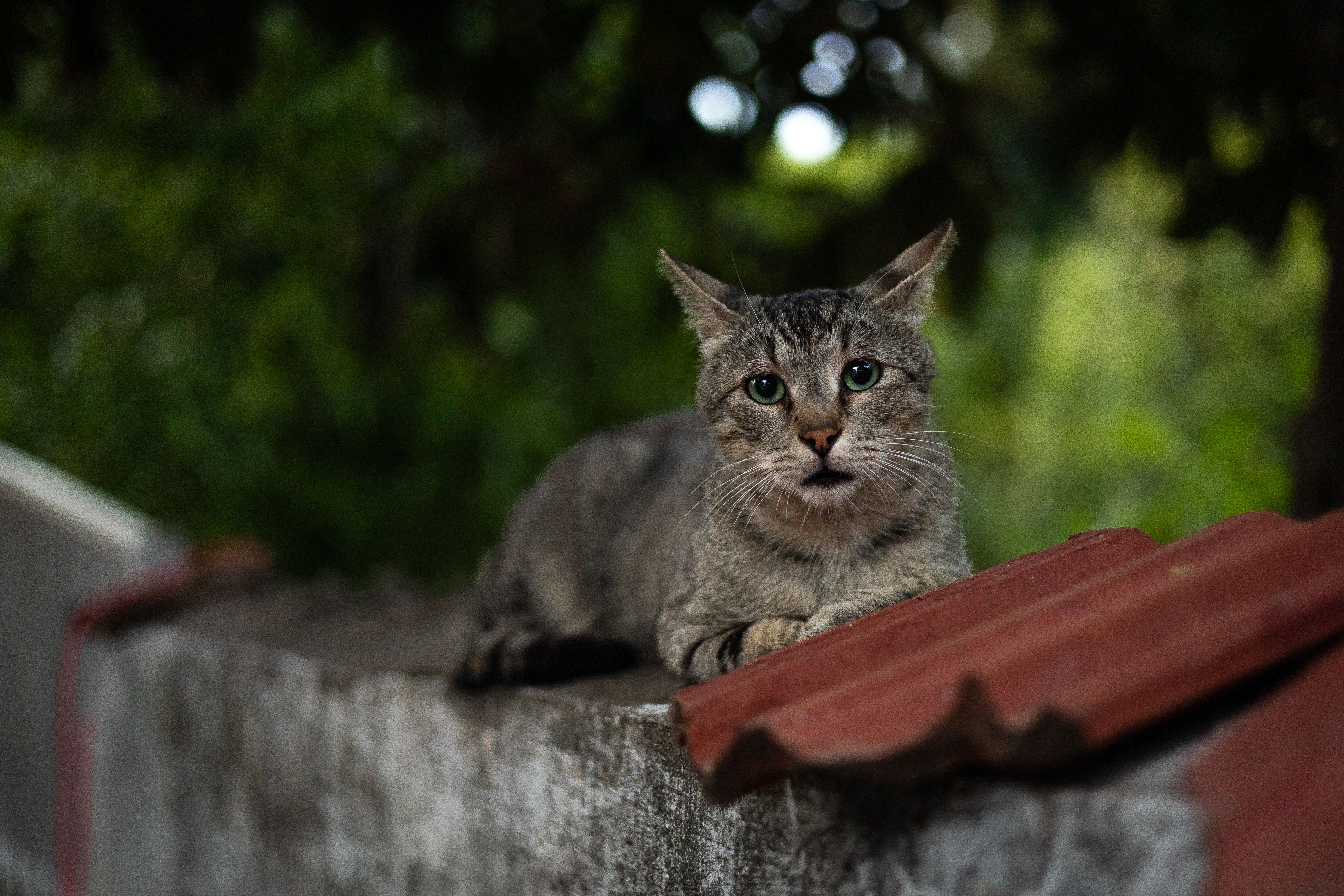 Portrait of a cat at a veterinary clinic