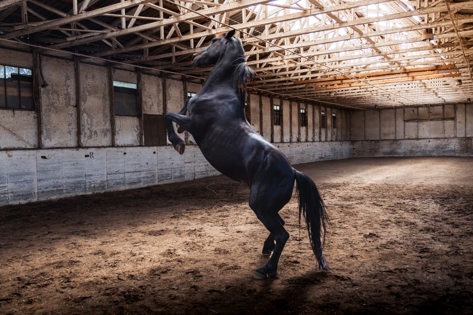 Black Horse