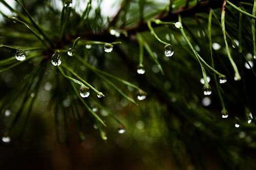 Free stock photo of after rain, dark green, droplet Stock Photo