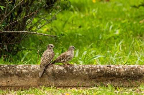 Free Two beautiful doves perched on a rustic log surrounded by lush green foliage. Stock Photo