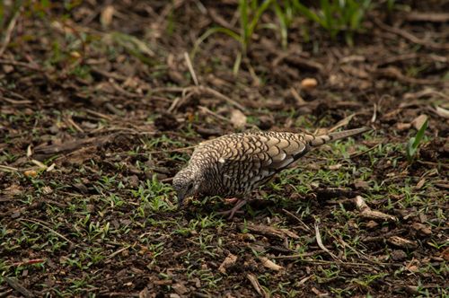 Free A Diamond Dove searching for food on the ground in Minas Gerais, Brazil. Stock Photo