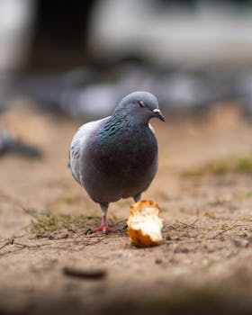 Close-up of a pigeon pecking at bread on an urban street, captured outdoors.